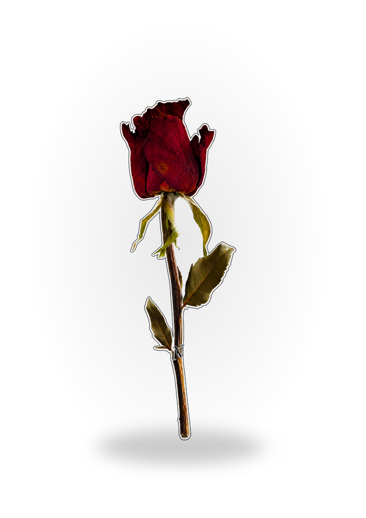 Red dry flower 🆕
